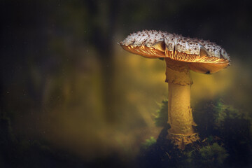Fantasy Glowing Mushroom in the mystery starry forest. Magic scene, light in night forest.