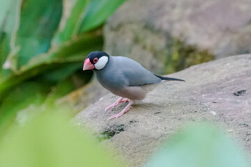 java sparrow