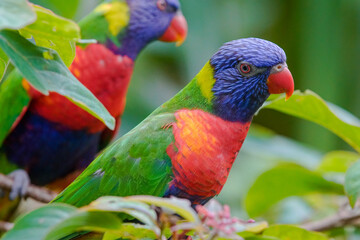 rainbow lorikeet parrot