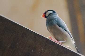 java sparrow