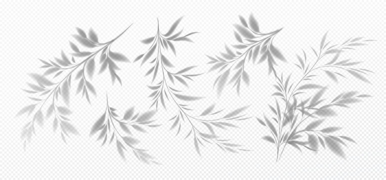 Set of Realistic transparent shadow of a bamboo branch with leaves isolated on a transparent background. Vector illustration