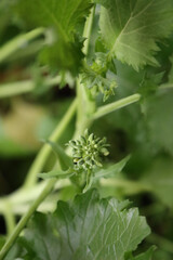Close-up of fresh green turnip plants. Italian cime di rapa with blossoms on selective focus