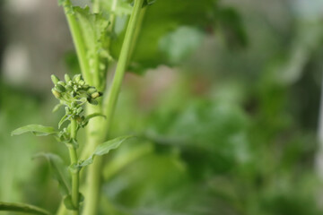 Close-up of fresh green turnip plants. Italian cime di rapa with blossoms on selective focus
