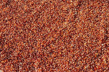 Red Corn seeds background. Zea mays texture made of red seeds