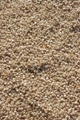 White Corn seeds background. Zea mays texture made of white seeds