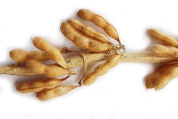 Dry brown Soybean pods on branch isolated on white background. Glycine max 