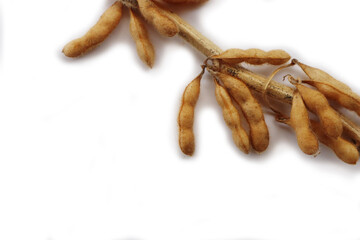 Dry brown Soybean pods on branch isolated on white background. Glycine max 