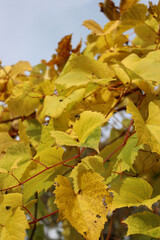 Close-up of yellow Vine leaves in the vineyard on autumn season. Vitis vinifera cultivation