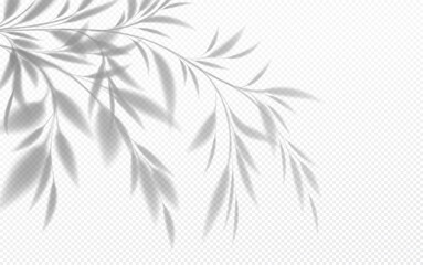Realistic transparent shadow of a bamboo branch with leaves isolated on a transparent background. Vector illustration