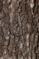 Texture of tree bark as background, closeup view