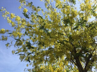Golden Shower Tree