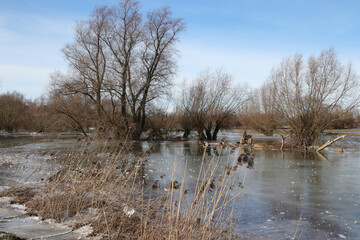 rheinwiesen landschaft im winter