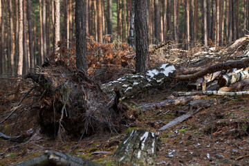 A birch tree uprooted along with its roots by the wind, a forest.