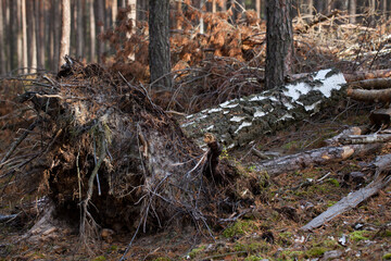 A birch tree uprooted along with its roots by the wind, a forest.