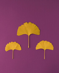 Obraz premium Gingko biloba leaves on violet background. Creative healthy, minimal, natural concept. Flat lay.