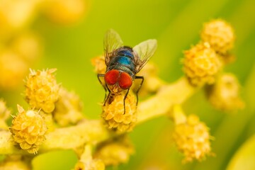 Metallic blue fly (Calliphora vomitoria), taking nectar from the yellow flower with green background.