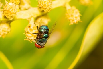 Metallic blue fly (Calliphora vomitoria), taking nectar from the yellow flower with green background.