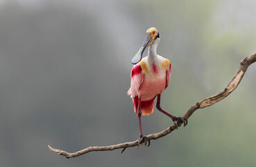 Portrait of Roseate spoonbill
