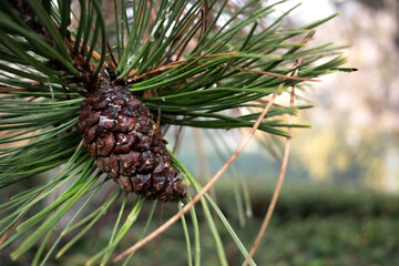 Fototapeta premium green pine tree with cones