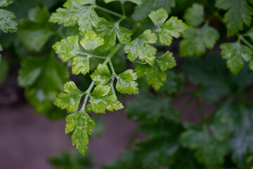 parsley leafs fresh and green