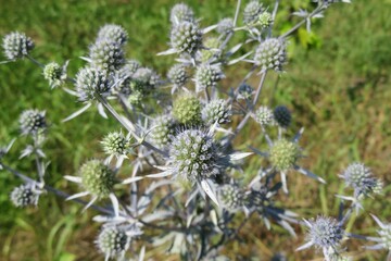 Green eryngo plant in the field, closeup