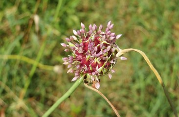 Wild garlic flower on green background, closeup