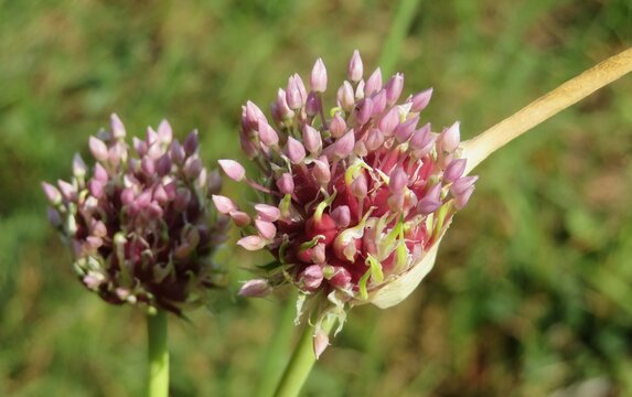 Wild herbaceous garlic flowers in the garden, closeup