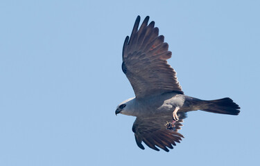 Mississippi kite