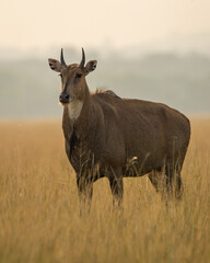 Naklejka na ściany i meble Adult male nilgai or blue bull or Boselaphus tragocamelus a Largest Asian antelope side profile in open field or grassland in golden hour light at forest of central india