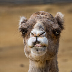 Dromedary, Camelus dromedarius in Jerez de la Frontera, Andalusia, Spain