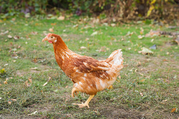 Beautiful chicken in yard on farm. Domestic animal