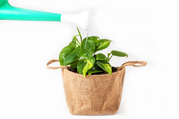 green watering can isolated on a white background. Gardening tools. tree are watered from a watering can.