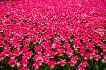 Spring floral background. The symbol of the Netherlands. tulips in the garden. Magical spring landscape with a flower. Amazing tulip field in Holland. tulips in spring.