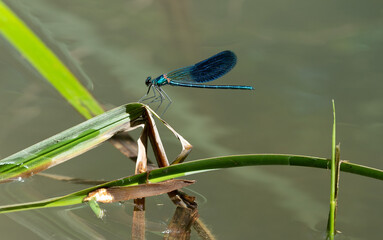 beautiful dragonfly on a fern leaf above the water