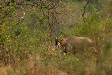 Common Eland - Taurotragus oryx, large rare antelope from African bushes and savannah, Lake Mburo National Park, Uganda.