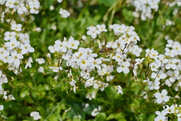 Petite snow white flowers of Lobularia maritima Alyssum maritimum, sweet alyssum or sweet alison,...