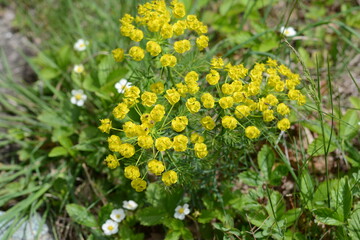 Wood Spurge is a member of the Euphorbia family with unique cyathium shaped flowers. 