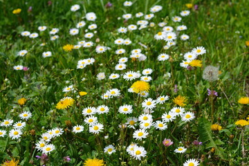 Field of daisy and dandelion flowers in sunny day. Summer flower close up. Selective focus.