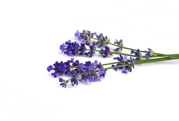 Fototapeta premium Lavender flowers in closeup. Bunch of lavender flowers isolated over white background.