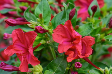 Red Mirabilis Jalapa flower, also known as Marvel of Peru or Four O'Clock Flower with blurry green leaves background