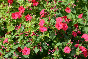Fototapeta na wymiar Red Mirabilis Jalapa flower, also known as Marvel of Peru or Four O'Clock Flower with blurry green leaves background