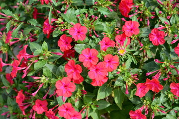 Red Mirabilis Jalapa flower, also known as Marvel of Peru or Four O'Clock Flower with blurry green leaves background