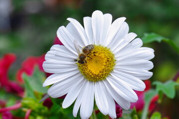 Fototapeta premium Zinnia elegant flowers. beautiful flower in garden background.