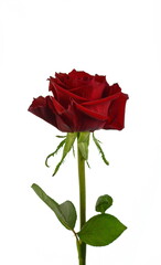 Red rose isolated on white background.