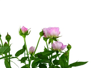 Naklejka na ściany i meble pink roses isolated on white background
