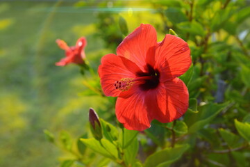 Red hibiscus flower on a green background. In the tropical garden. A beautiful hibiscus flower on branch