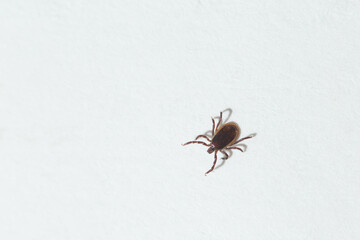 Closeup of a tick on a white sheet of paper.