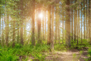 The bright sun shines into the lens. Coniferous forest in sunlight. Soft focus.