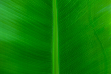 Green tropical leaf texture. Exotic fruit tree foliage. Banana leaf close up.