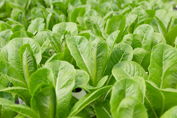 Green Cos fresh organic vegetable planted in hydroponic farm.